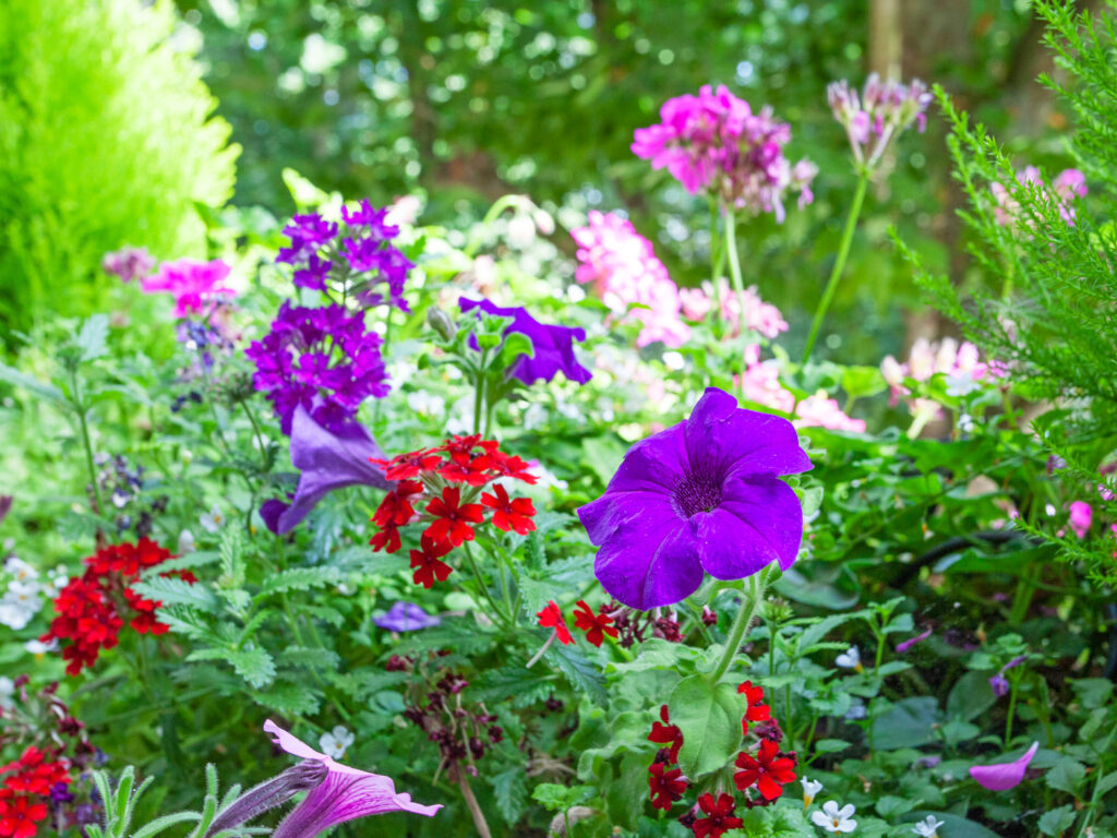 A view of one of the Morshead Mansions balconies in bloom with red, pink and purple flowers