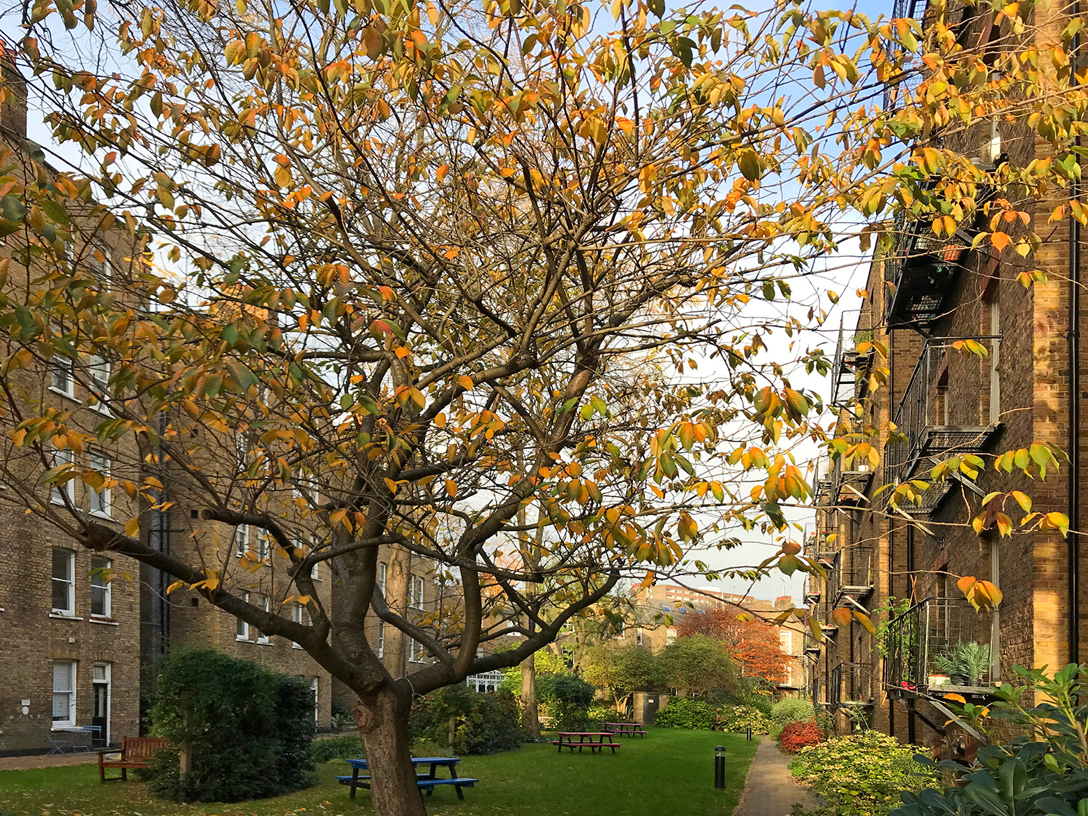 Aurumn in Maida Vale